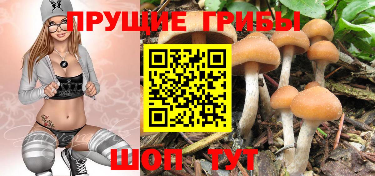 Псилоцибиновые грибы Psilocybe Чистополь